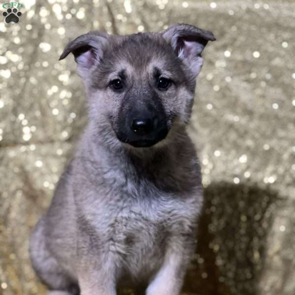 Stella, German Shepherd Puppy